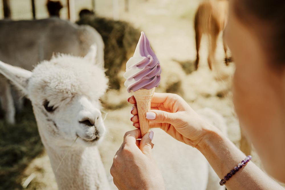 atrakcyjne lokalizacje, gdzie sprzedawać lody 